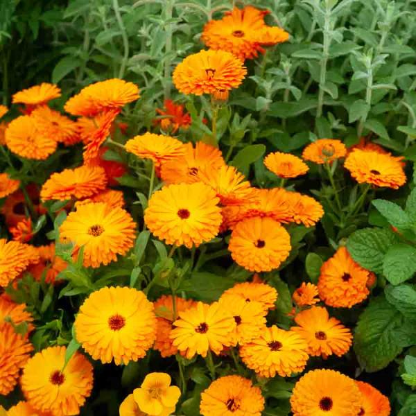 Fleurs - Souci Orange King - face recto